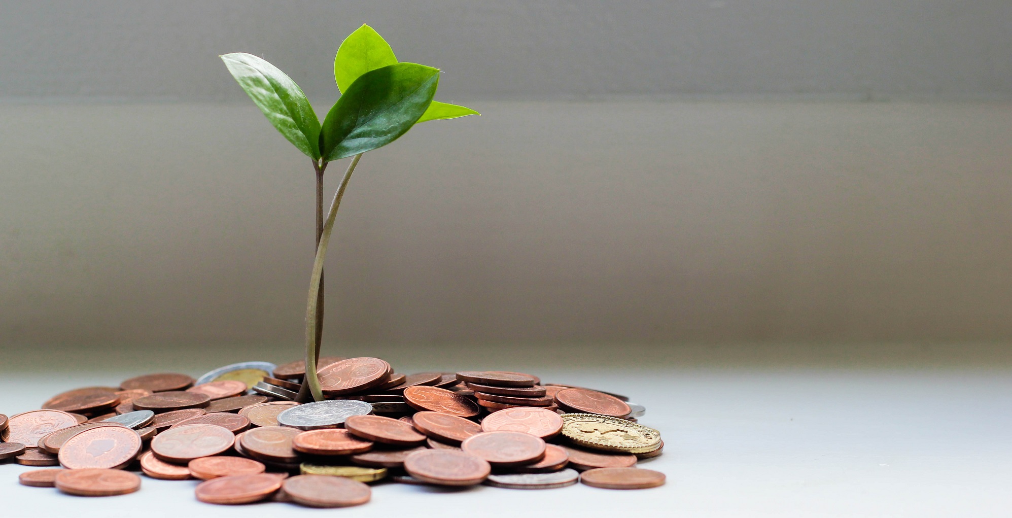Aus einem Huafen Kleingeld wächst eine kleine Pflanze.